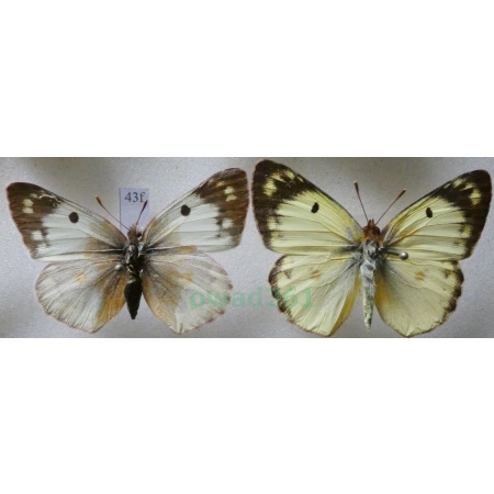 Colias hyale (Linnaeus, 1758) pair Szlaczkoń siarecznik Poland43f